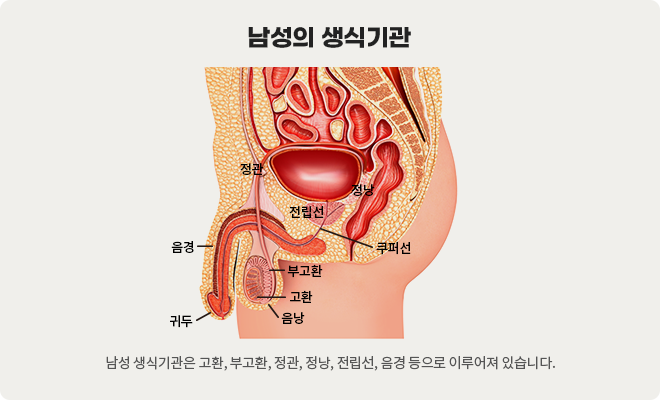 남성 생식기관은 고환, 부고환, 정관, 정낭, 전립선, 음경, 음낭, 귀두, 쿠퍼선 등으로 이루어짐