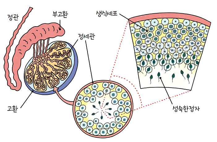 고환의 구조는 정관, 고환, 부고환, 정세관, 생식세포, 성숙한 정자로 구성됨
