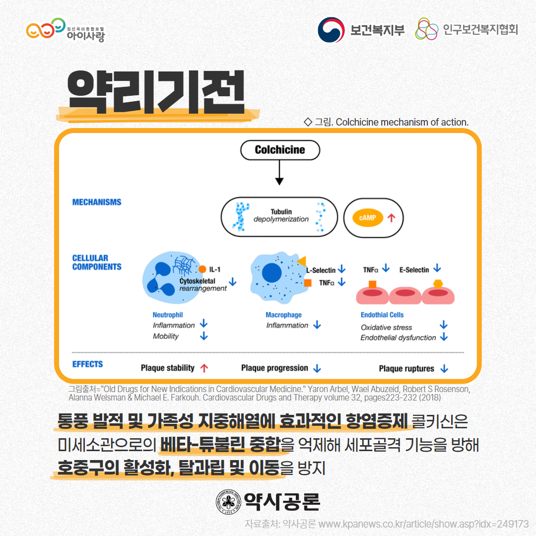 아이사랑 로고,보건복지부 로고,인구보건복지협회 로고,약리기전,그림:Colchicine mechanism of action,그림출처="Old Drugs for New Indications in Cardiovascular Medicine." Yaron Arbel, Wael Abuzeid, Robert S Rosenson, Alanna Welsman & Michael E. Farkouh. Cardiovascular Drugs and Therapy volume 32, pages223-232 (2018),통풍 발적 및 가족성 지중해열에 효과적인 항염증제 콜키신은 미세소관으로의 베타-튜불린 중합을 억제해 세포골격 기능을 방해 호중구의 활성화, 탈과립 및 이동을 방지,약사공론 로고,자료출처: 약사공론 www.kpanews.co.kr/article/show.asp?idx=249173