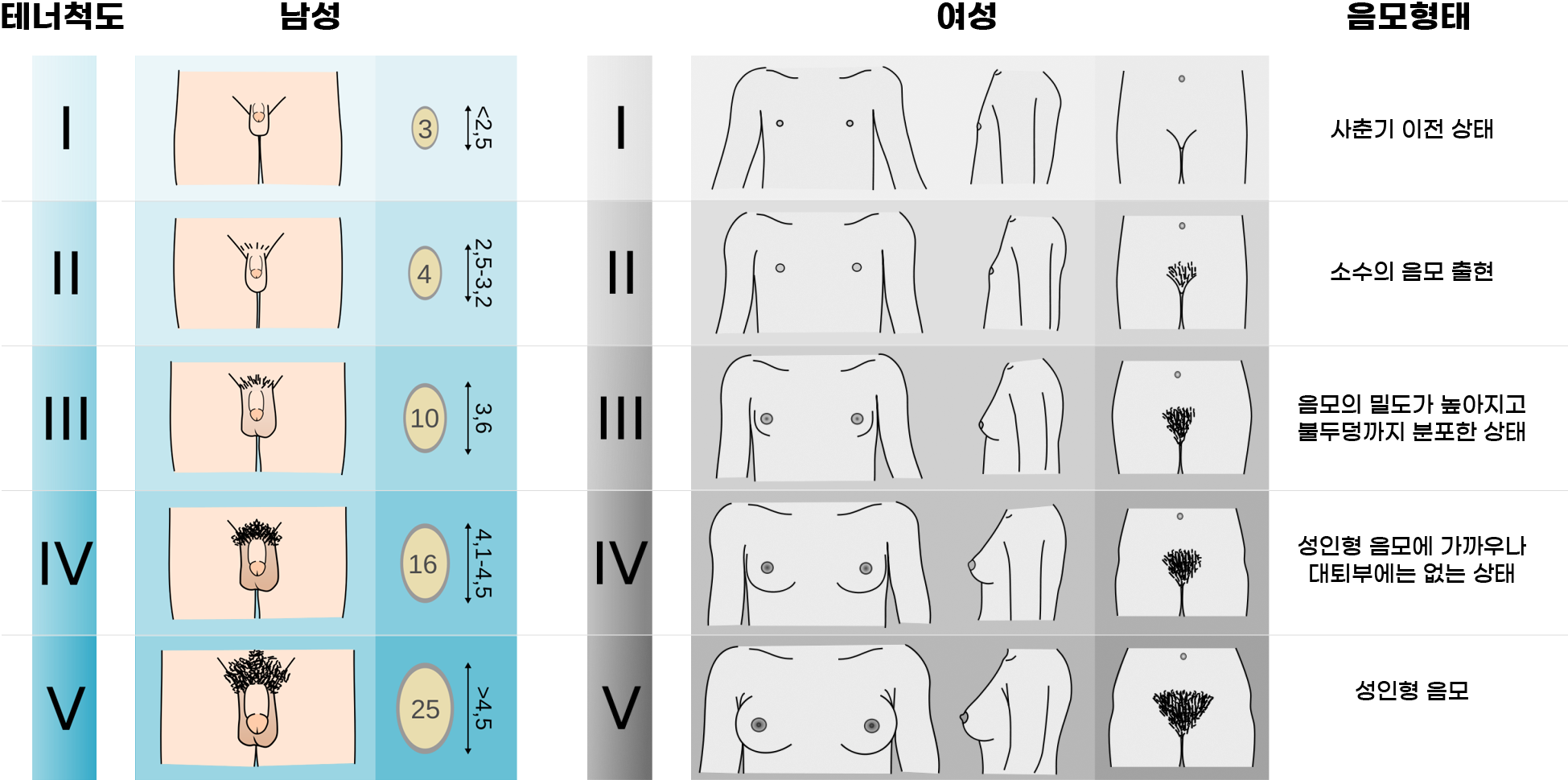 남녀의 발달과정(유방, 생식기, 음모의 변화)중 성 성숙도를 평가하는 방법으로는 테너 척도(Tanner stage)가 있습니다. 이는 Stage 5단계로 구분할 수 있으며, 남아성조숙증 자가진단의 경우 진단을 위해 고환 사이즈를 체크하는 고환용적계(Orchidometer)를 이용합니다. Stage 1 : 사춘기 전, 고환사이즈가 3cc미만 Stage 2 : 고환사이즈가 4cc이상으로 커지면서 솜털이 보이기 시작하고 음낭 주변의 피부색이 짙어짐 Stage 3 : 고환사이즈가 10cc이상으로 색이 짙어지고 음낭도 다소 아래로 쳐지며 본격적 발달을 보임 Stage 4 : 음모가 융성하게 발달하며, 고환사이즈 역시 16cc이상으로 커짐 Stage 5 : 음모와 음낭이 성인과 비슷함
여아성조숙증 자가진단의 경우, Stage 1 : 사춘기 이전 상태 Stage 2 : 소수의 음모 출현과 가슴발달로 유륜의 색이 핑크빛을 띠고, 유륜에서 유두가 다소 올라옴을 보임 Stage 3 : 음모의 밀도가 높아지고 불두덩까지 분포한 상태로 색이 짙어지면서 가슴발달이 눈에 보일정도로 본격적 발달을 보임 Stage 4 : 음모가 성인형 음모에 가까우나, 폭은 좁고 대퇴부에는 없는 상태 아동 속옷을 착용할 정도의 가슴발달을 보임 Stage 5 : 음모와 가슴발달이 성인과 비슷함