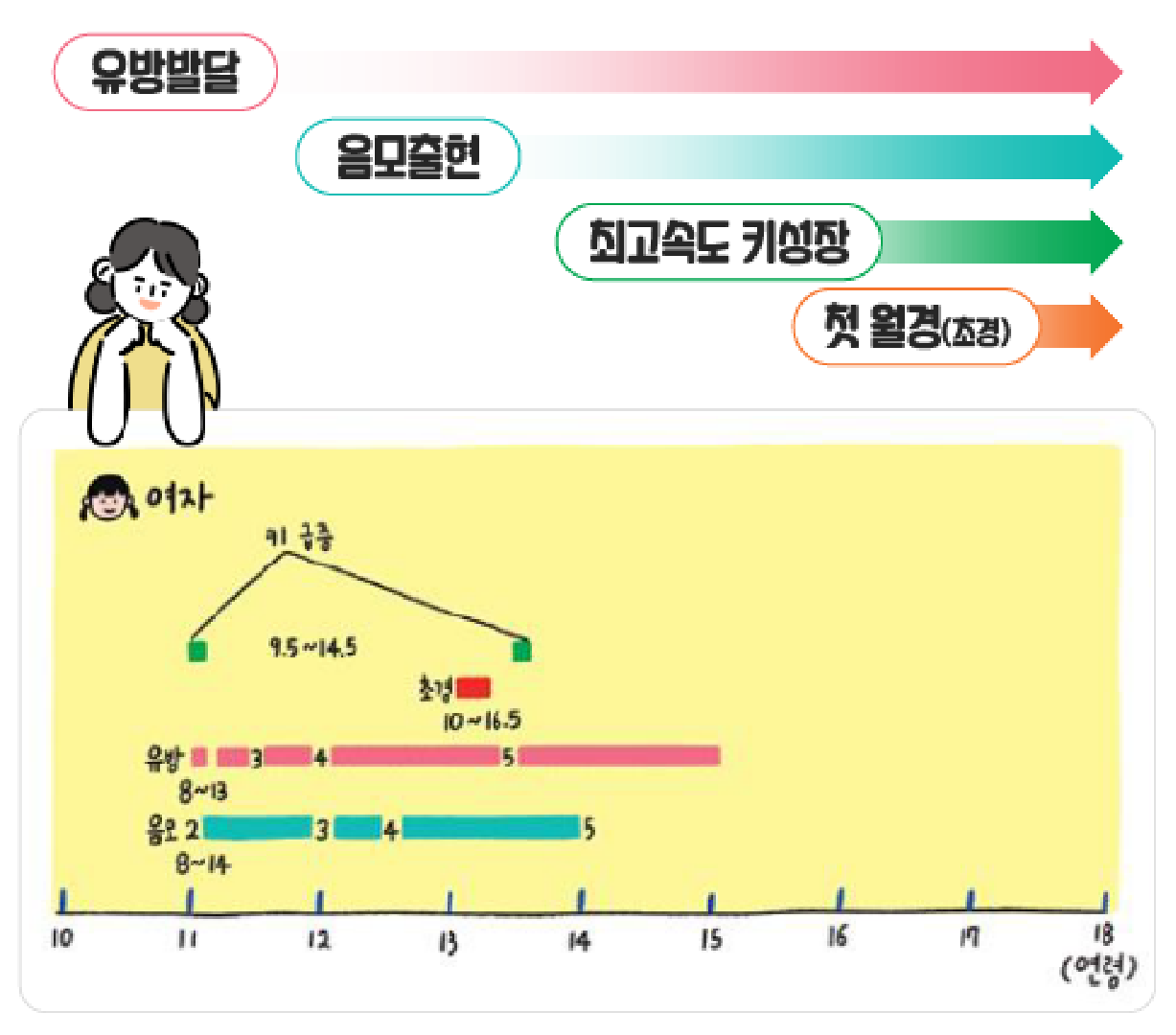 8세~13세에 유방이 발달하고, 8세~14세에는 음모가 발달하며, 10~16.5세에 초경을 하며 9.5세~14.5세에 키가 급증하는 등 연령에 따라 여자 아이의 몸 성숙(이차성징 발달) 과정을 표기한 차트