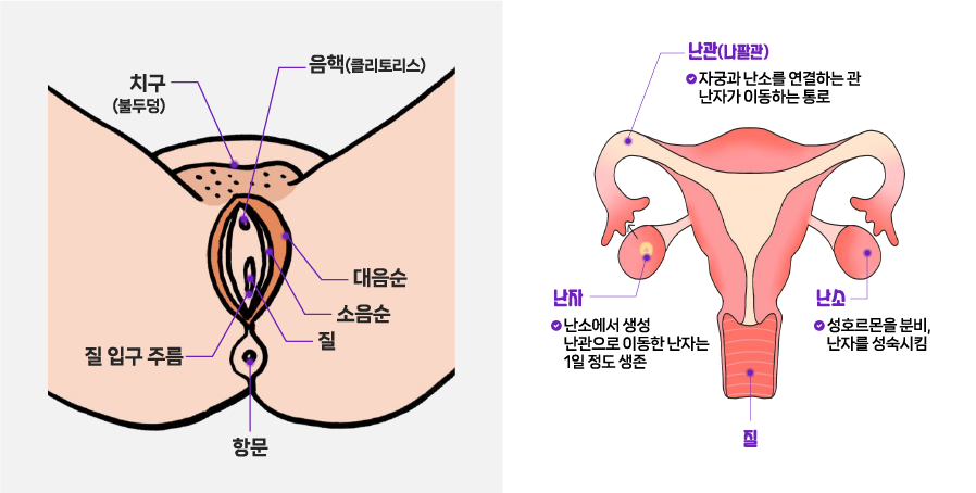 여성의 생식기관과 자궁 -생식기관은 치구(불두덩), 음핵(클리토리스), 대음순, 소음순, 질, 질 입구 주름, 항문 위치를 표시, 자궁에는 난관(나팔관), 난자, 난소, 질 위치를 표시 난관은 자궁과 난소를 연결하는 관, 난자가 이동하는 통로, 난자는 난소에서 생성 난관으로 이동한 난자는 1일 정도 생존, 난소는 성호르몬을 분비, 난자를 성숙시킴