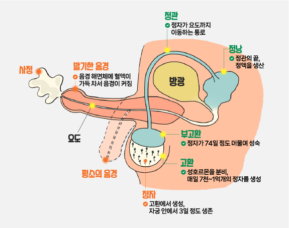 평소의 음경상태와 발기한 음경 상태와 생식기관 설명 정자는 고환에서 생성, 자궁 안에서 3일 정도 생존, 고환은 성호르몬을 분비, 매일 7천~1억개의 정자를 생성, 부고환은 정자가 74일 정도 머물며 성숙, 정관은 정자가 요도까지 이동하는 통로, 정낭은 정관의 끝, 정액을 생산, 발기한 음경은 음경 해면체에 혈액이 가득 차서 음경이 커지고 사정을 한다. 